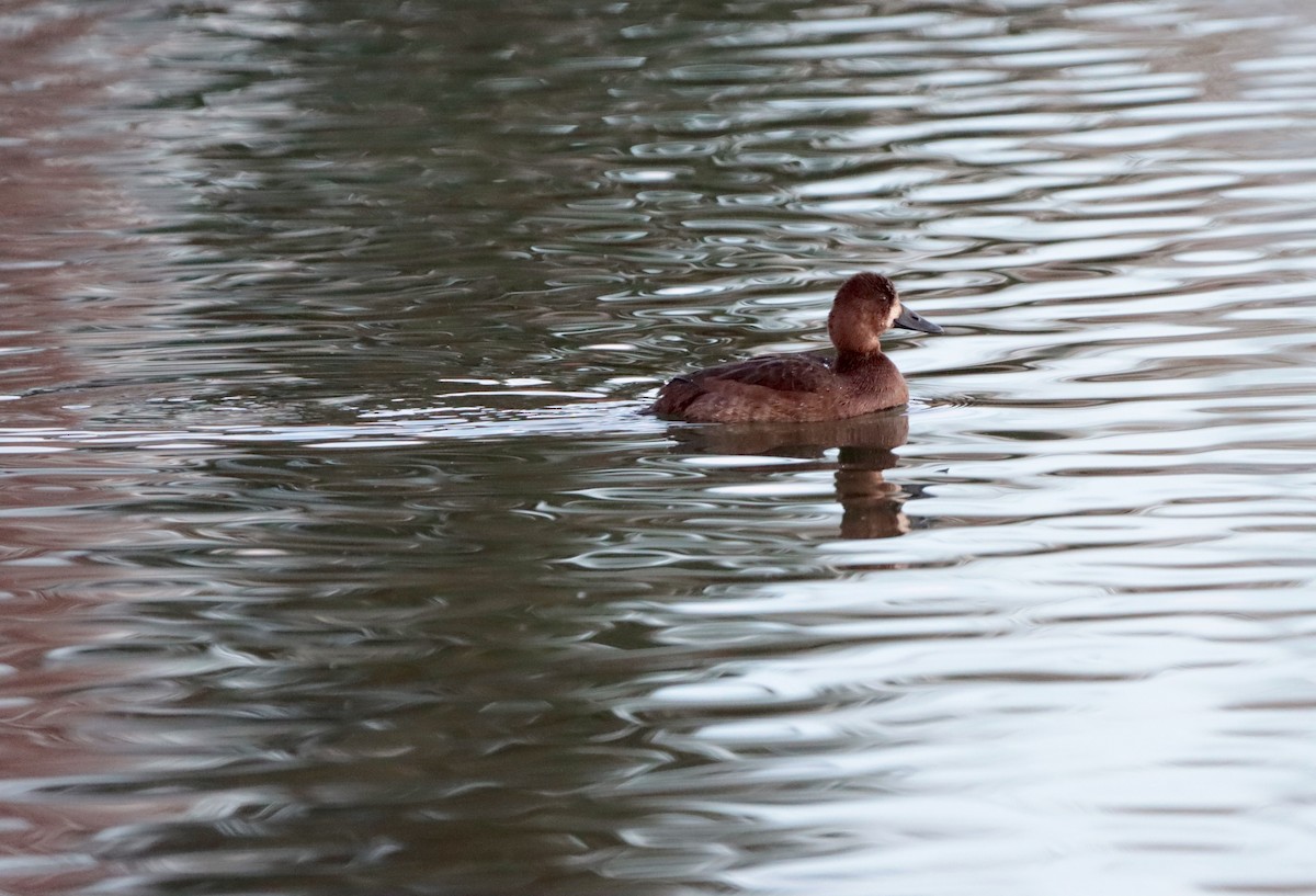 Greater Scaup - ML381860601