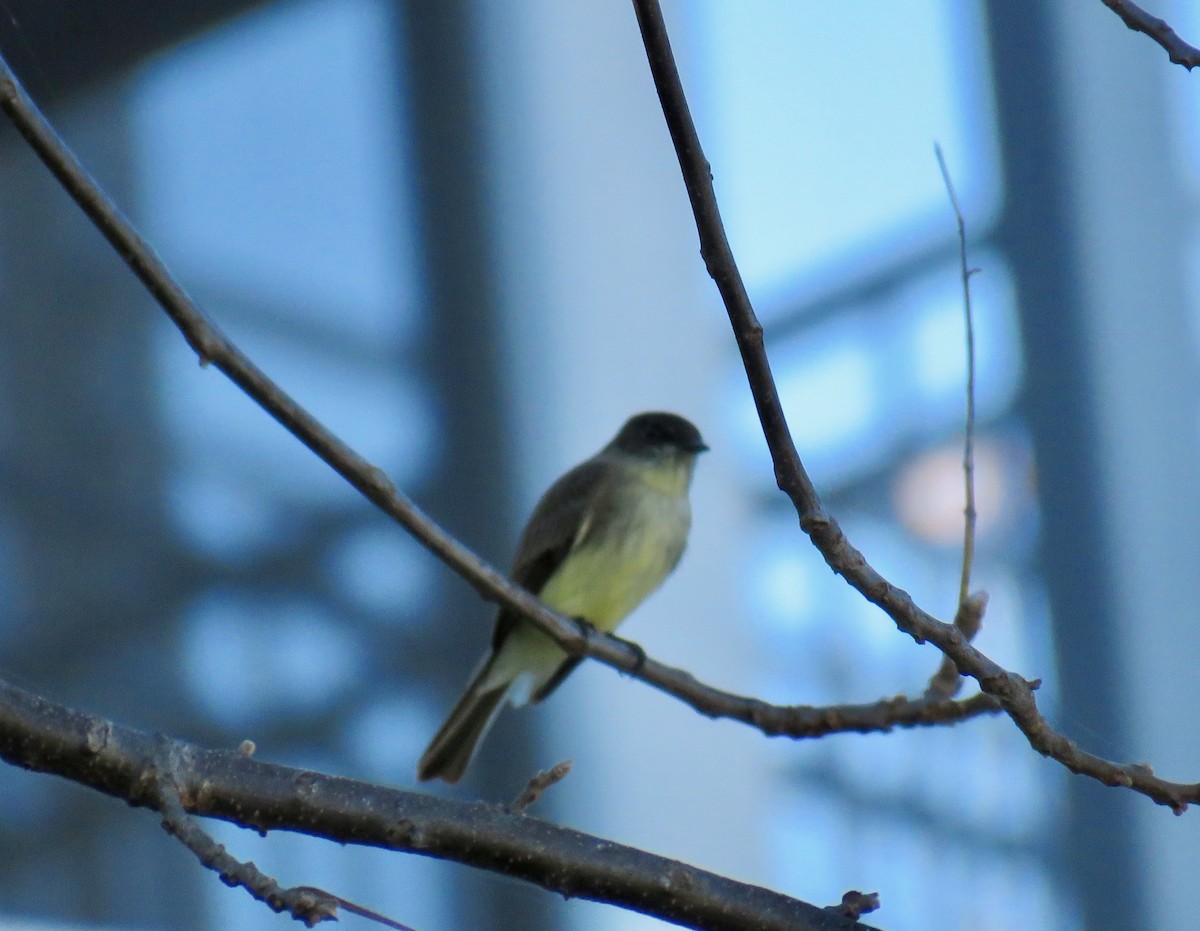 Eastern Phoebe - Ann Tanner