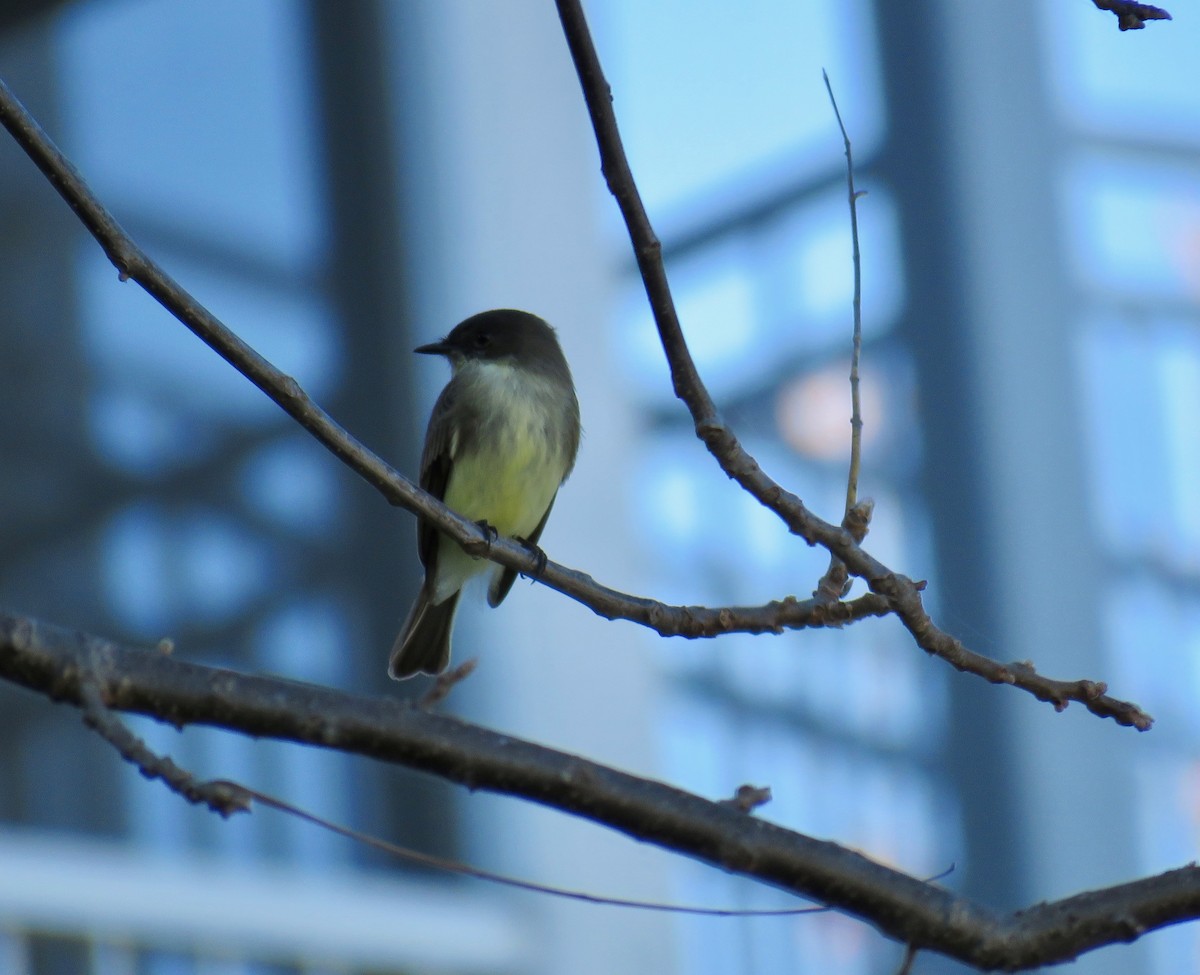 Eastern Phoebe - Ann Tanner