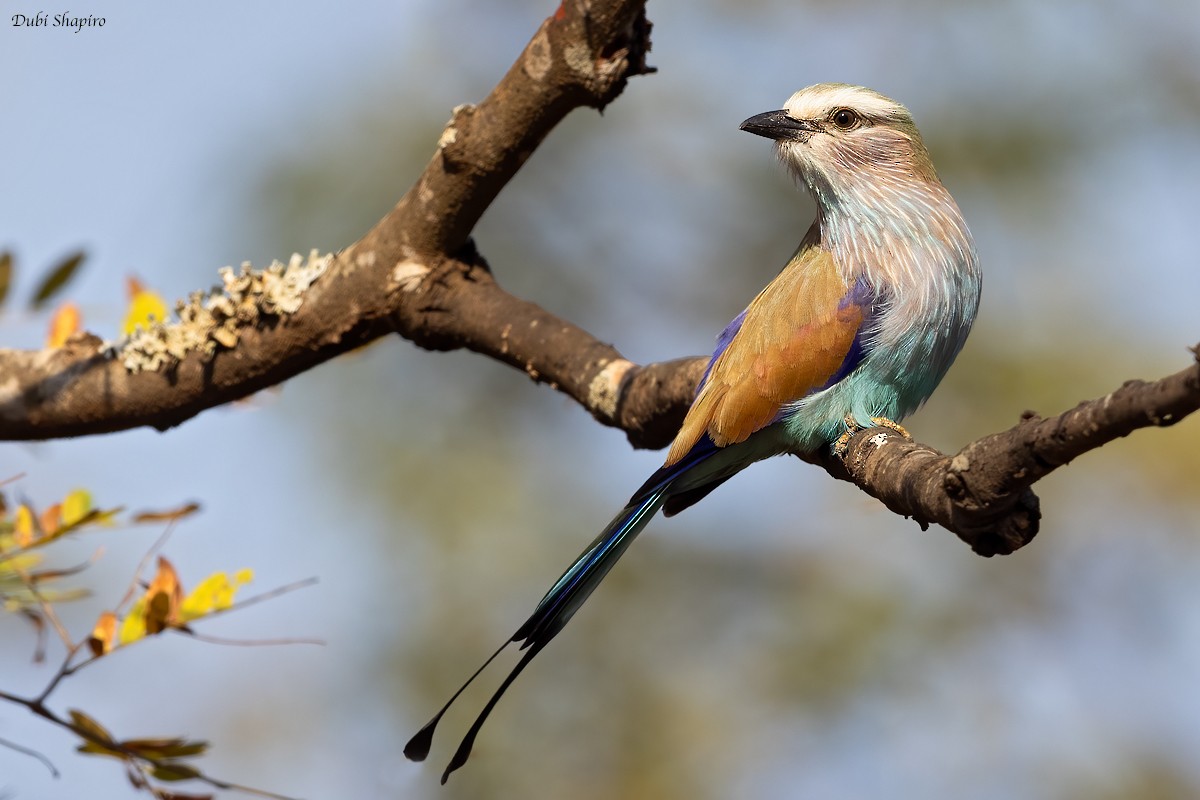 Racket-tailed Roller - Dubi Shapiro