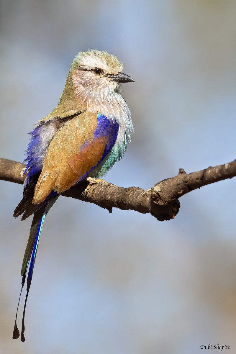 Racket-tailed Roller - Dubi Shapiro