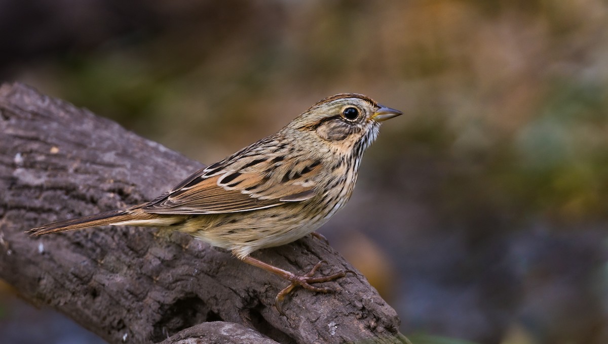 Lincoln's Sparrow - ML381866471