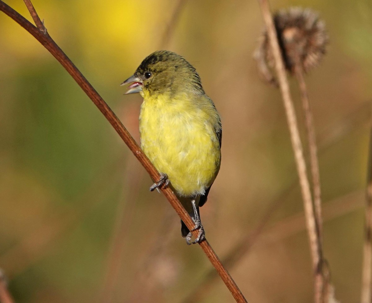 Lesser Goldfinch - ML381867001