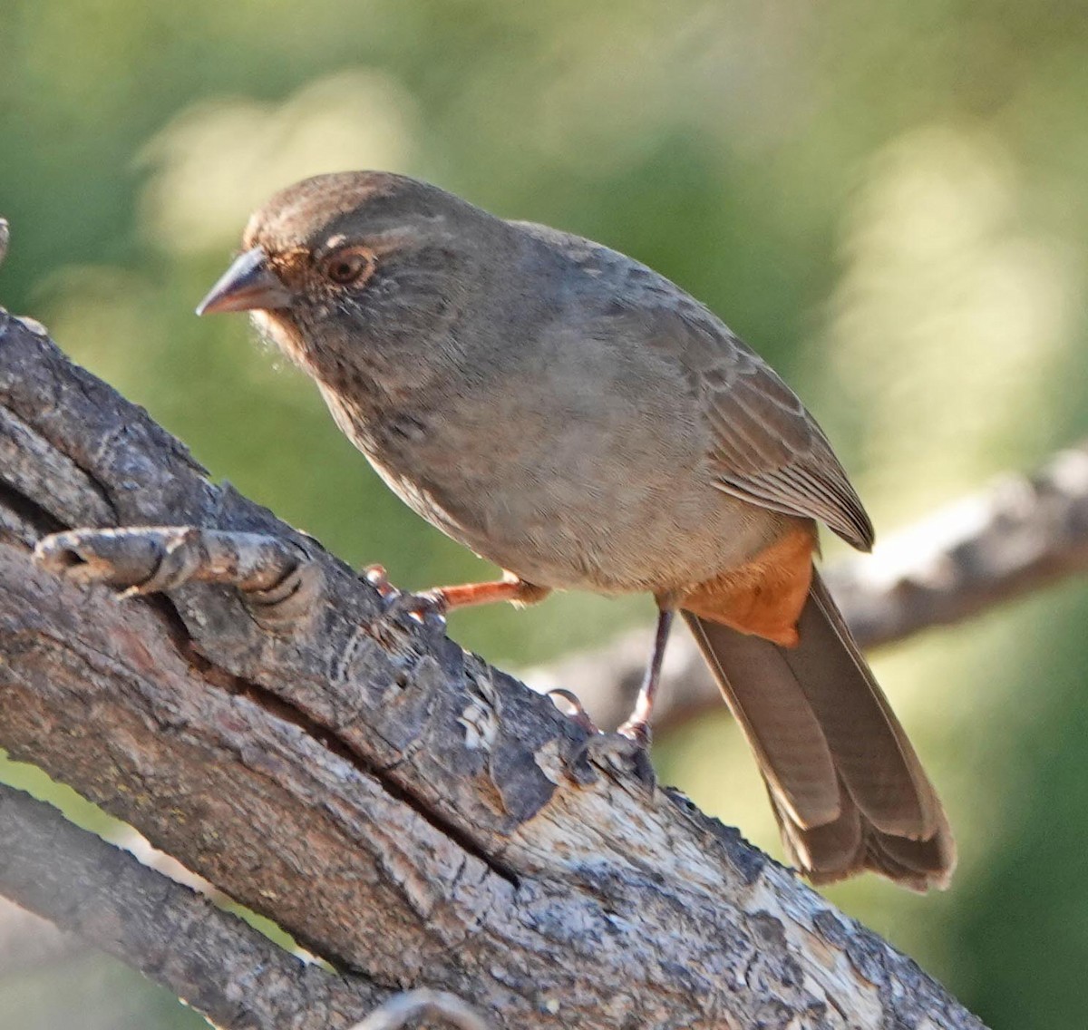 California Towhee - ML381867221