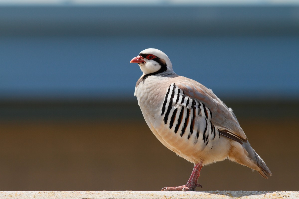 Chukar - Justyn Stahl