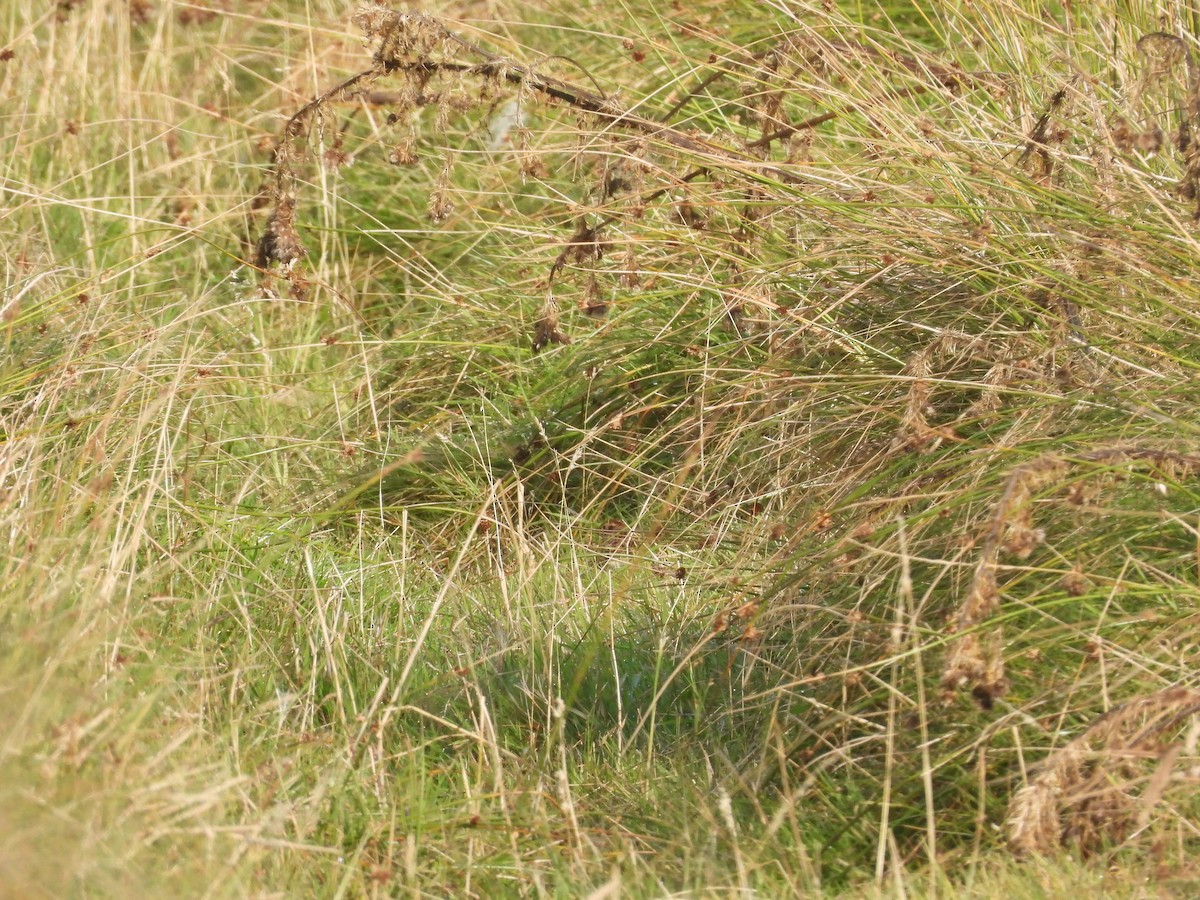 Rustic Bunting - ML381871841