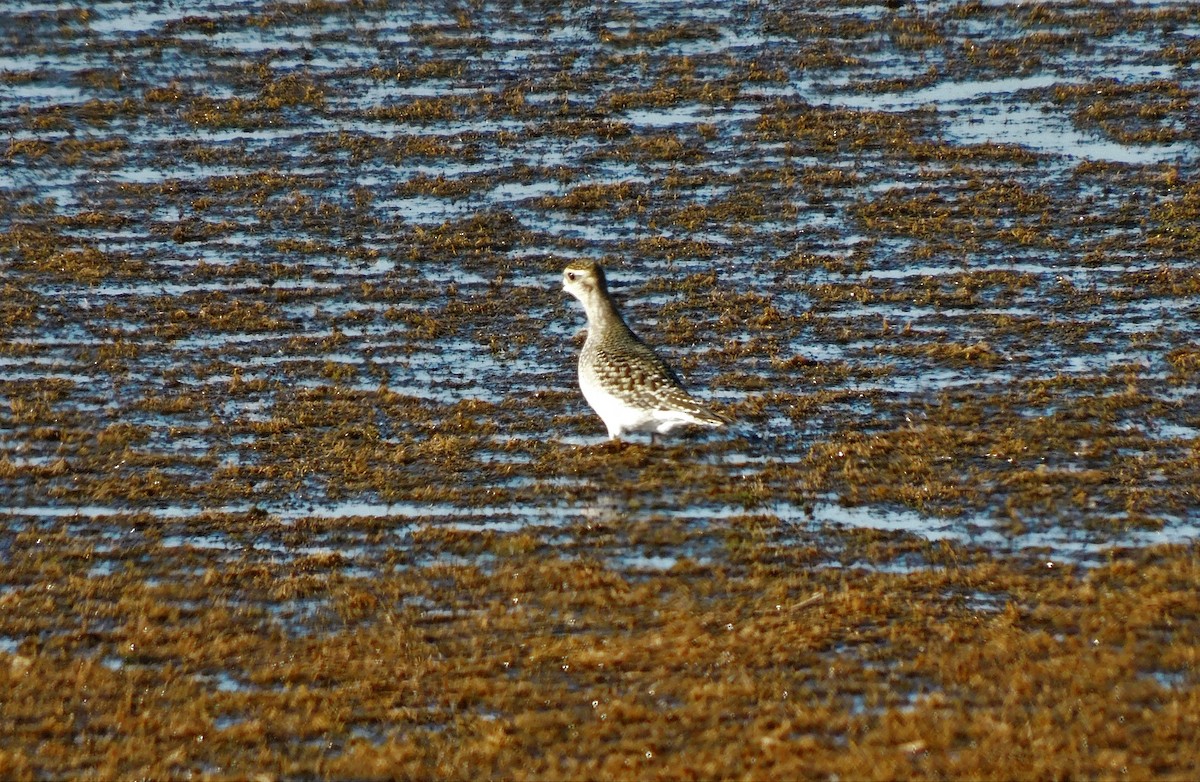 American Golden-Plover - ML381872581