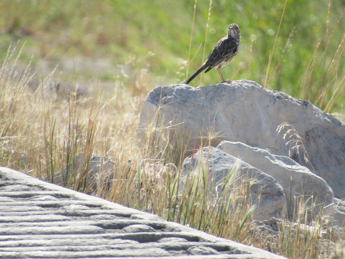 Sage Thrasher - Nick Ramsey