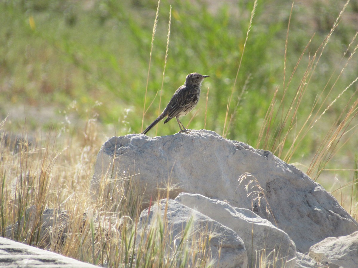 Sage Thrasher - ML38187601