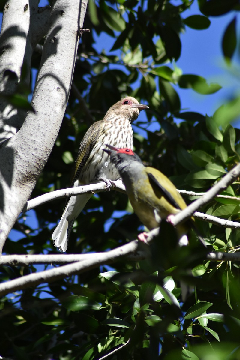 Australasian Figbird - ML381876891