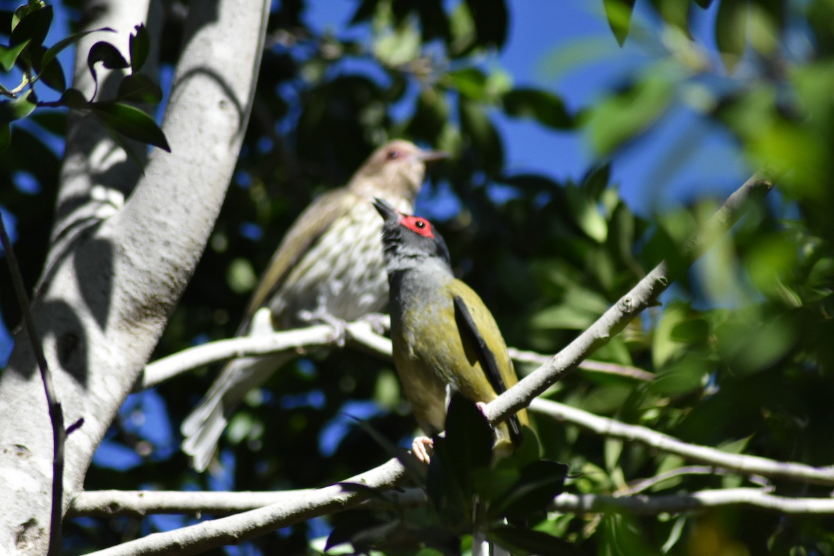 Australasian Figbird - ML381876901