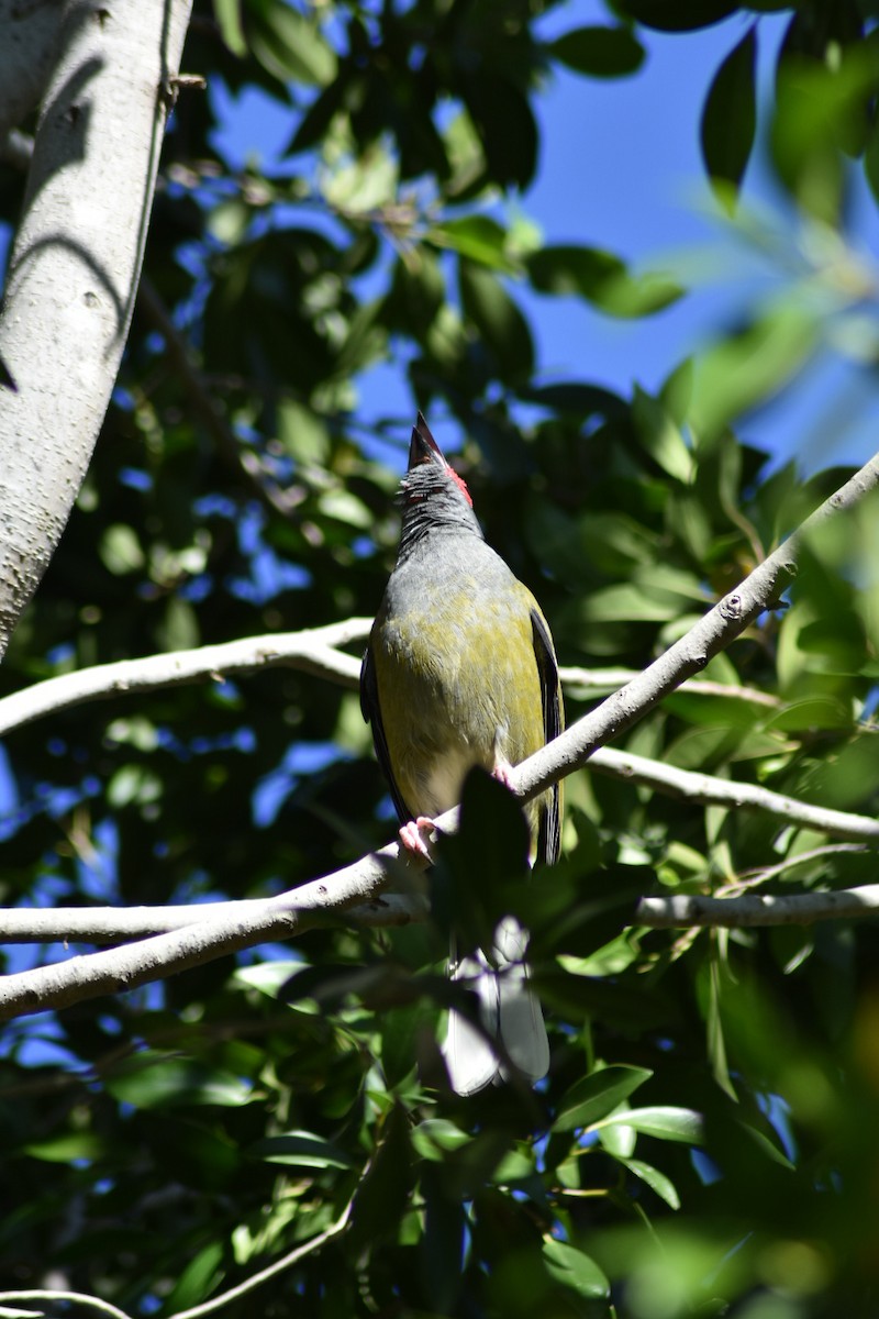 Australasian Figbird - ML381876921