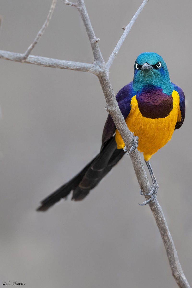 Golden-breasted Starling - Dubi Shapiro