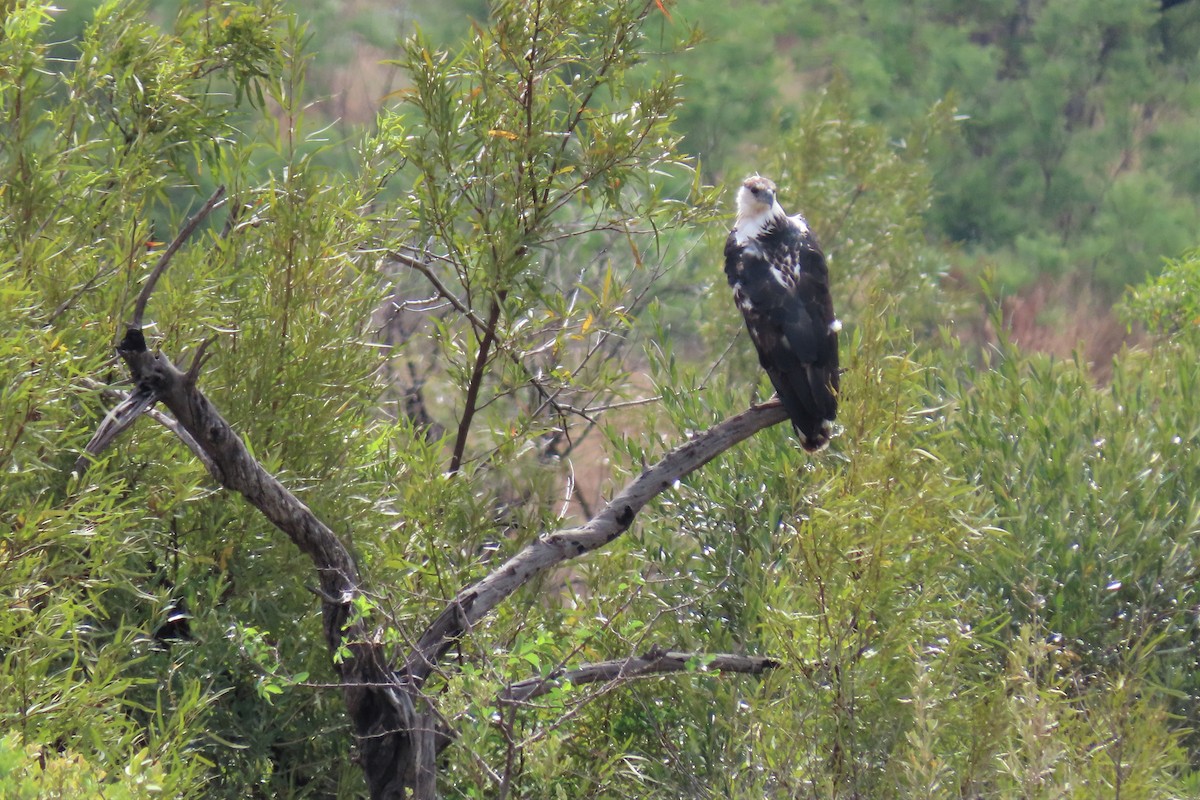 African Fish-Eagle - ML381885701