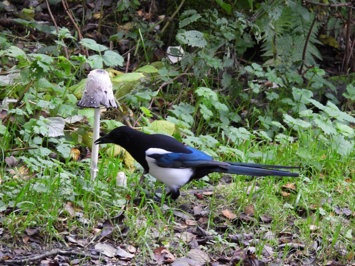 Eurasian Magpie - ML381886051