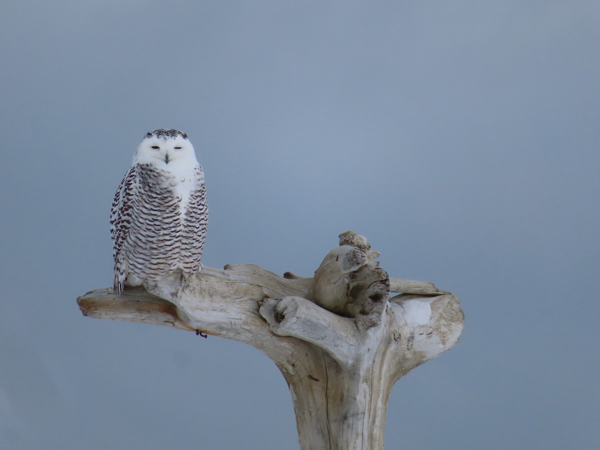 Snowy Owl - Michelle Sopoliga