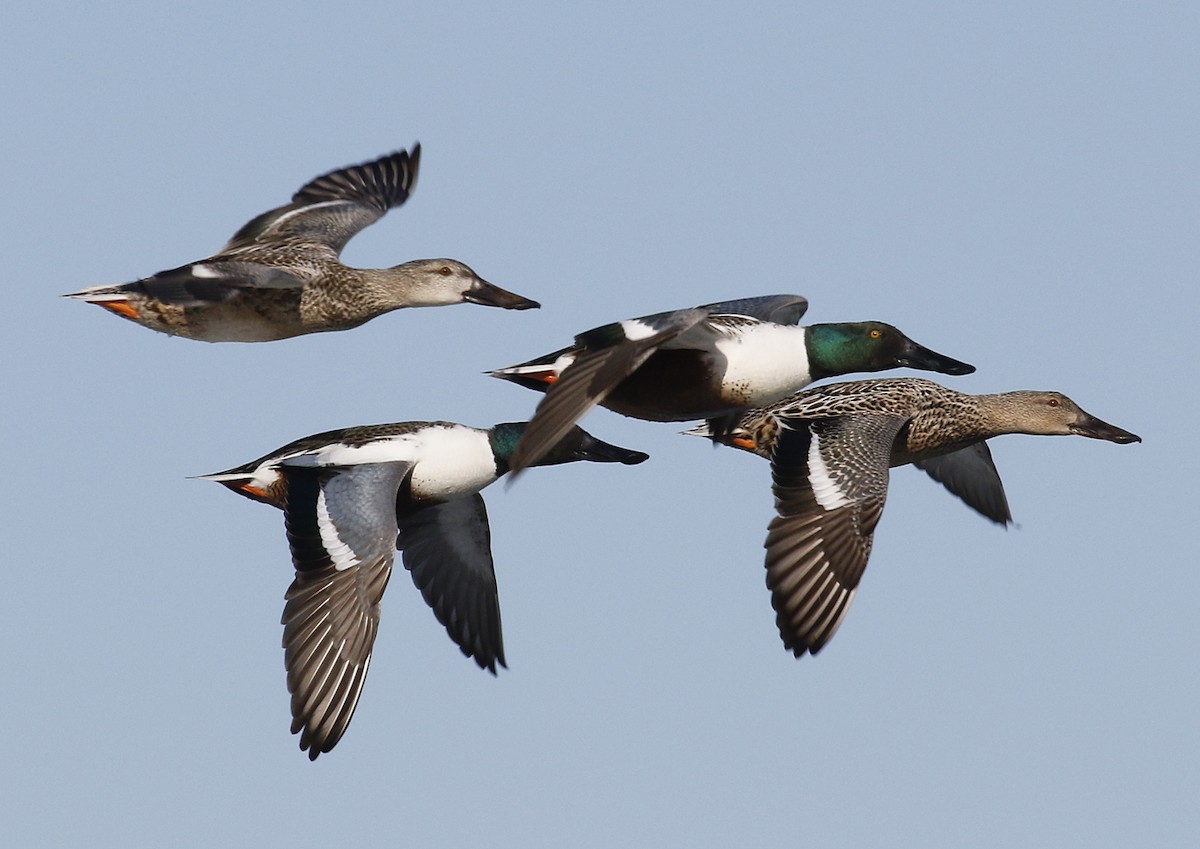 Northern Shoveler - Moe Bertrand