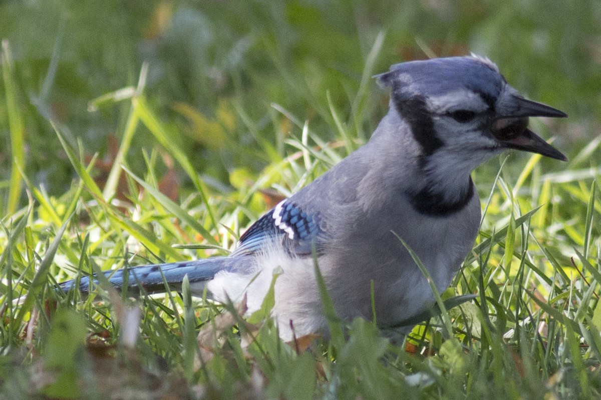 Blue Jay - ML38188971