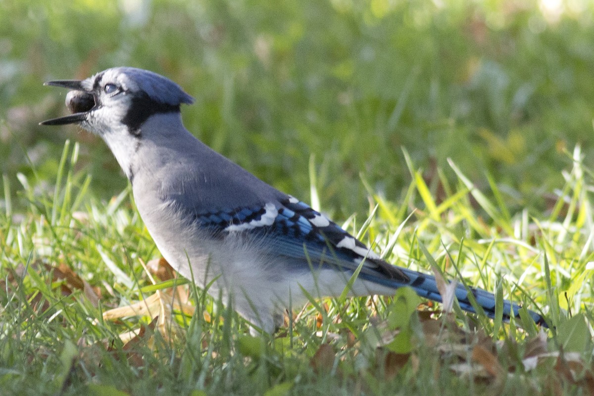 Blue Jay - ML38189031