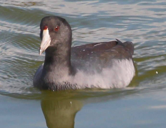 American Coot (Red-shielded) - ML38189081