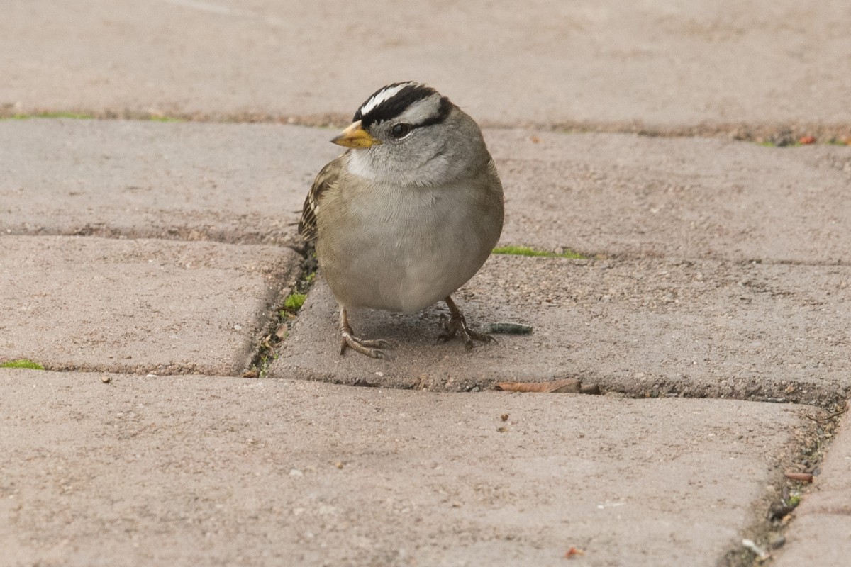White-crowned Sparrow - ML38189321
