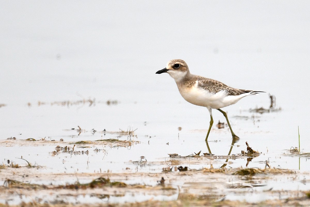 Greater Sand-Plover - peng su