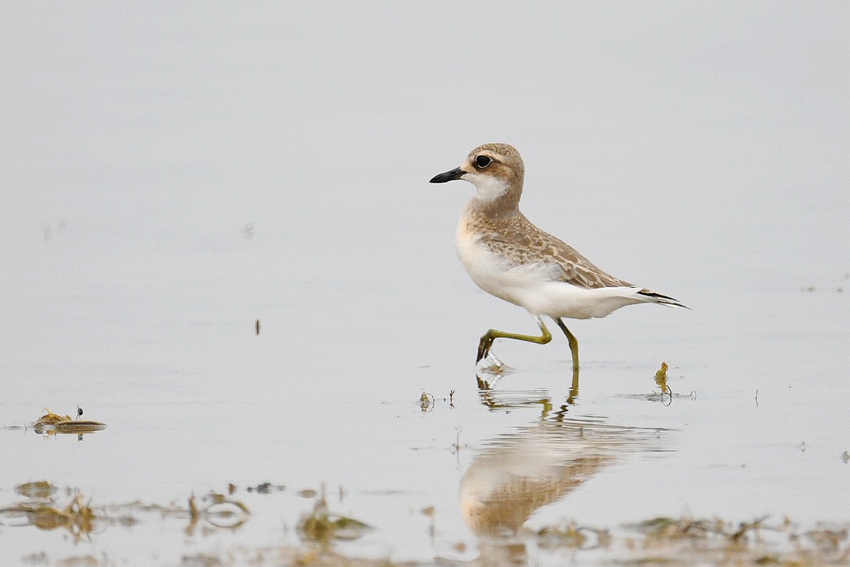 Greater Sand-Plover - peng su