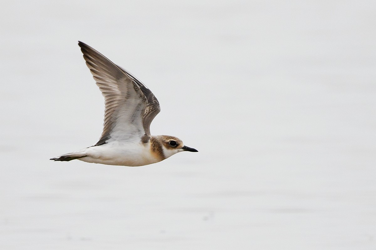 Greater Sand-Plover - peng su
