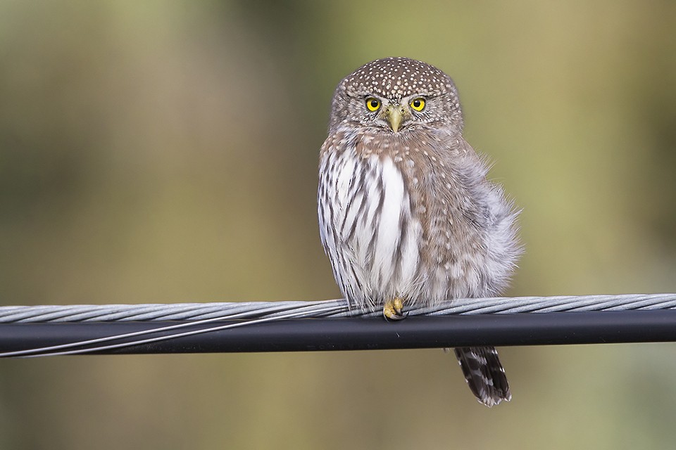 Northern Pygmy-Owl - ML38189881