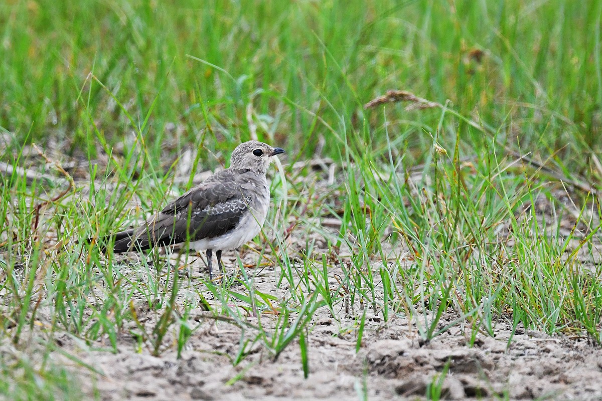 Oriental Pratincole - peng su