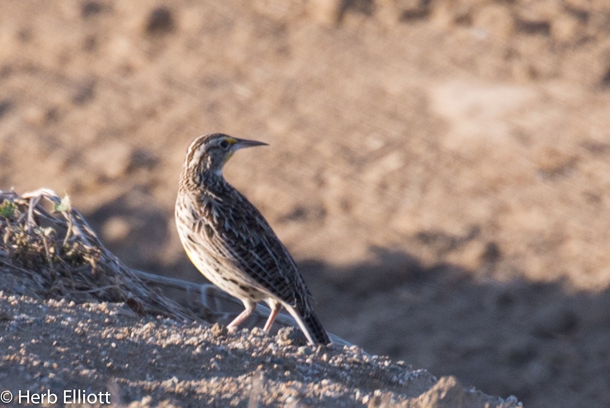 Western Meadowlark - ML38189951