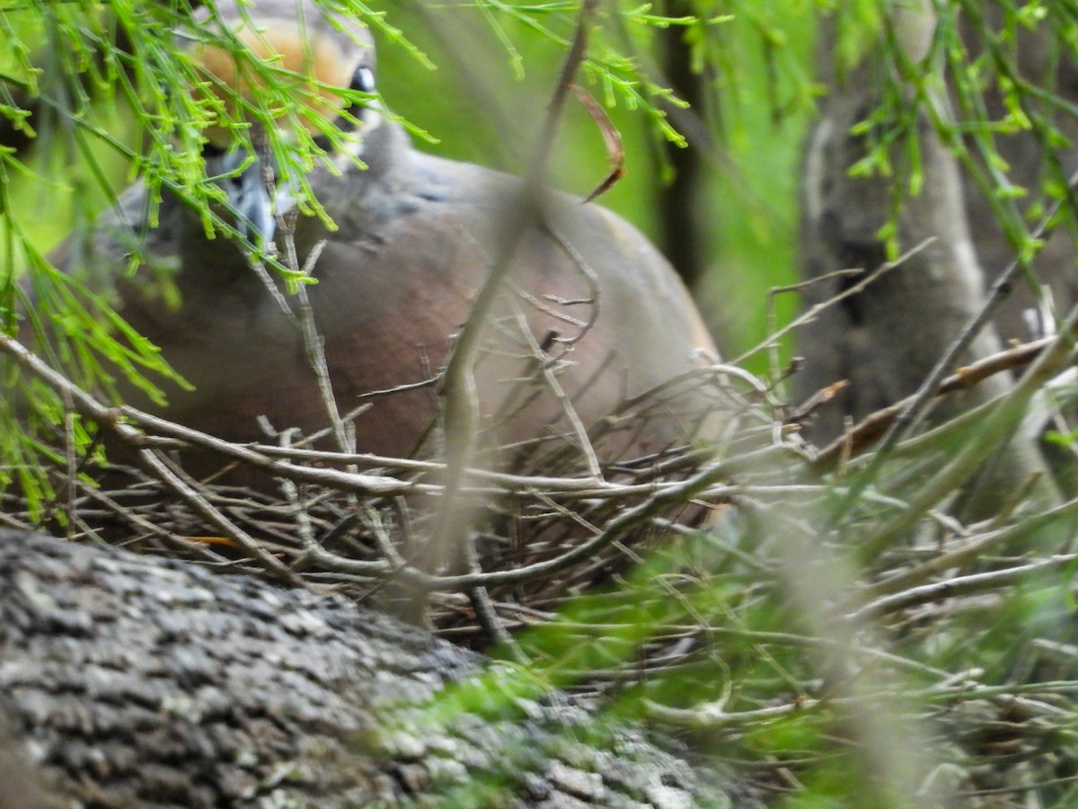 Common Bronzewing - ML381903321