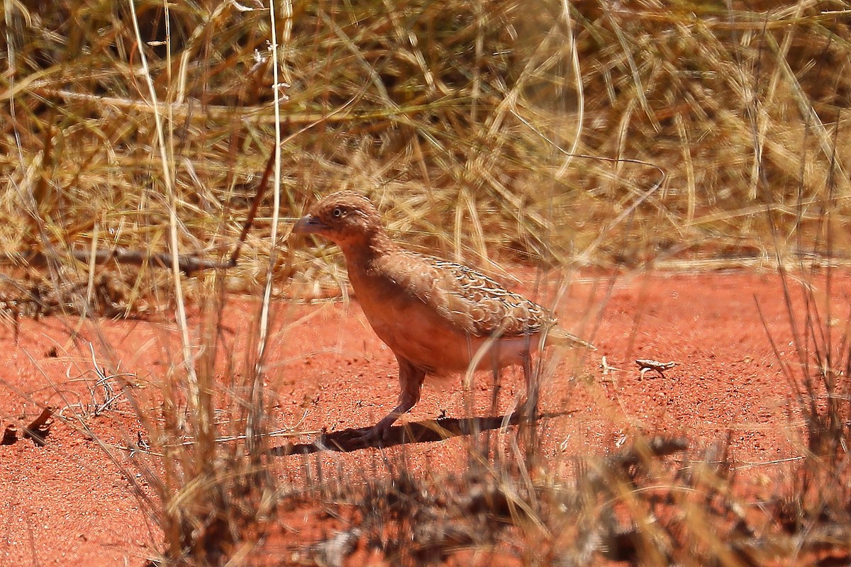 Little Buttonquail - Peter Kyne