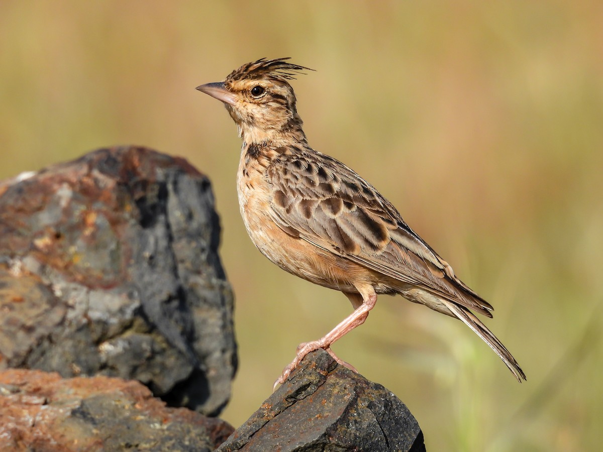 Tawny Lark - Ramesh Desai