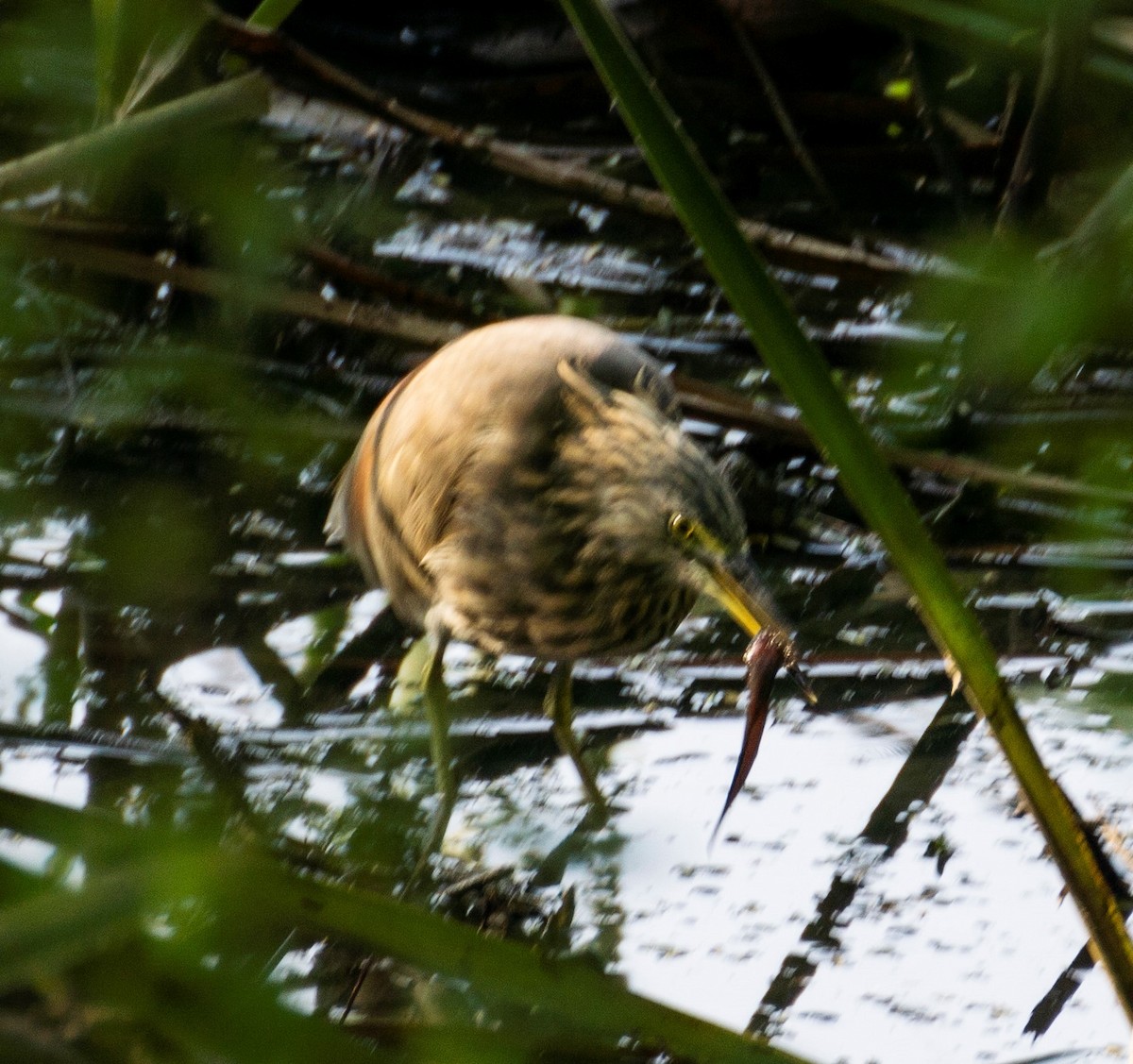 Indian Pond-Heron - ML381906251