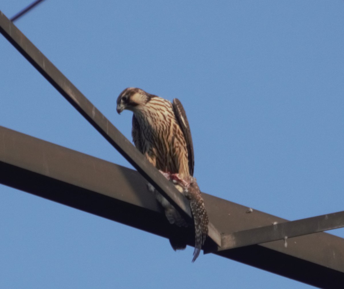Peregrine Falcon - ML381906331