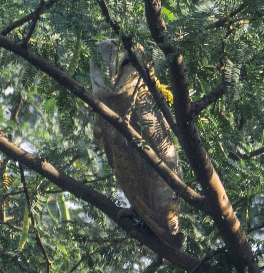 Eastern Barn Owl - ML381906361