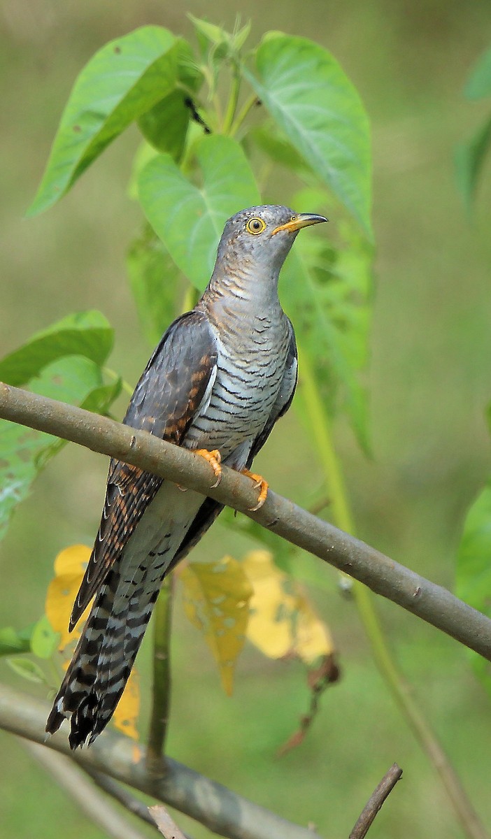 Common Cuckoo - ML381907711