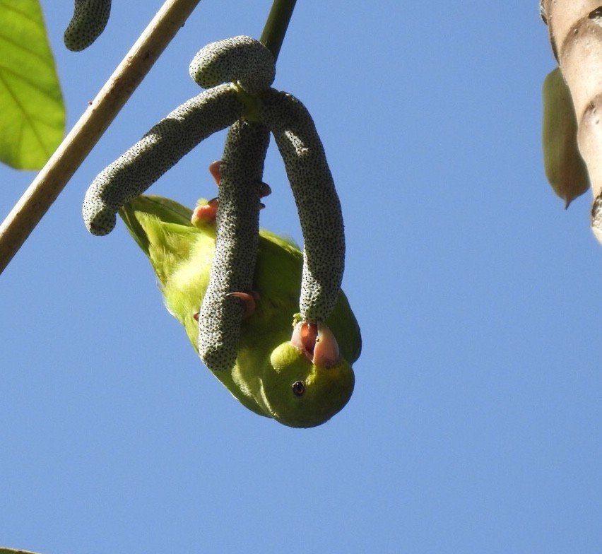 Green-rumped Parrotlet - ML381909401