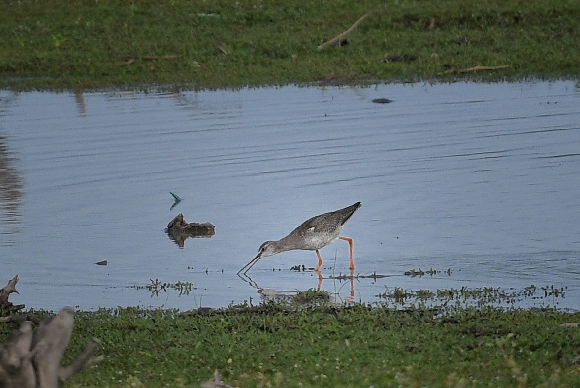 Spotted Redshank - ML381909931