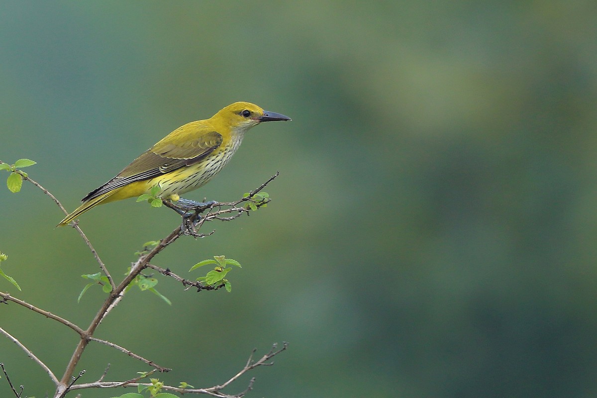 Indian Golden Oriole - ML381910831