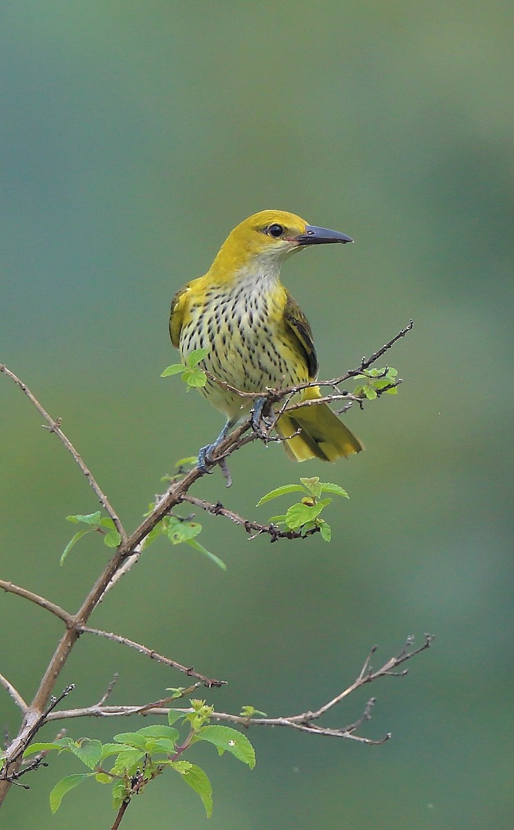 Indian Golden Oriole - ML381910871