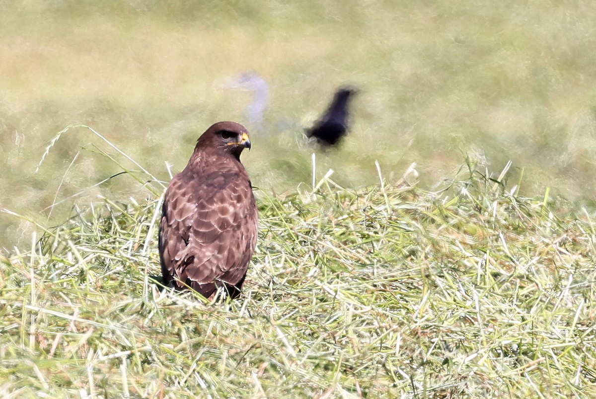 Common Buzzard - ML381912201