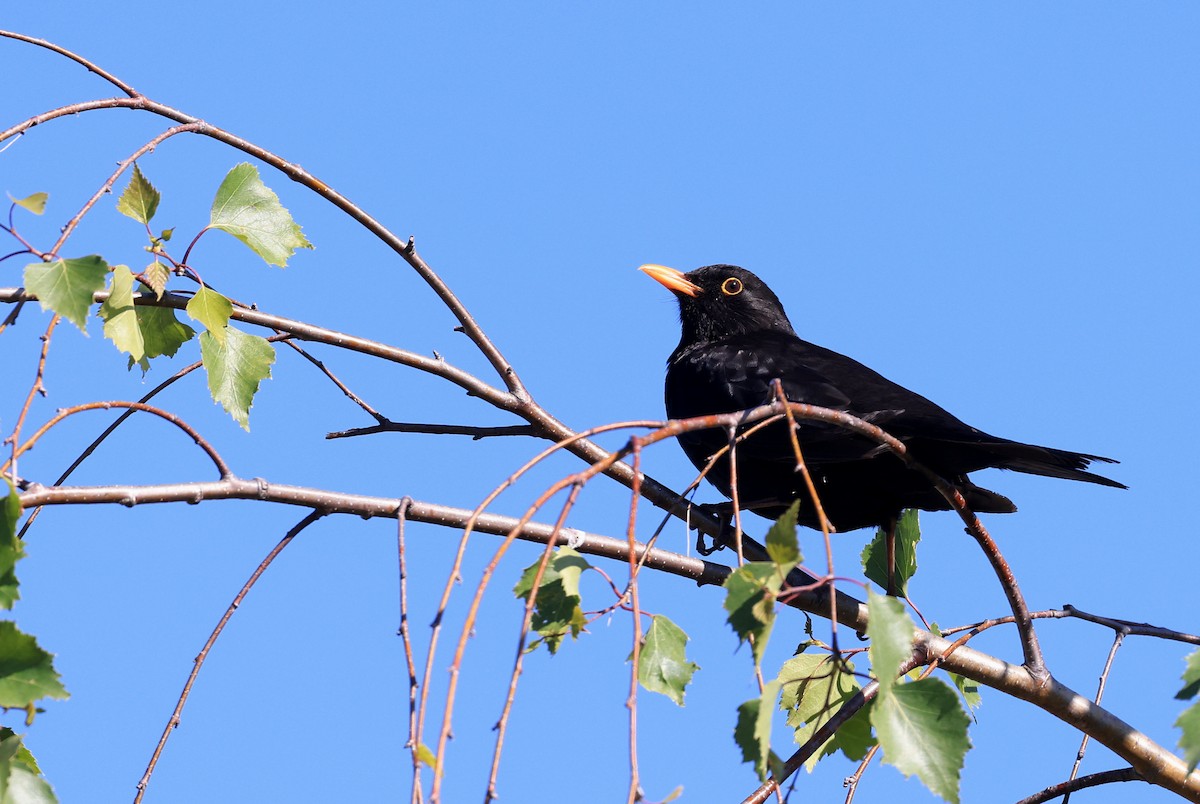 Eurasian Blackbird - Patrick MONNEY