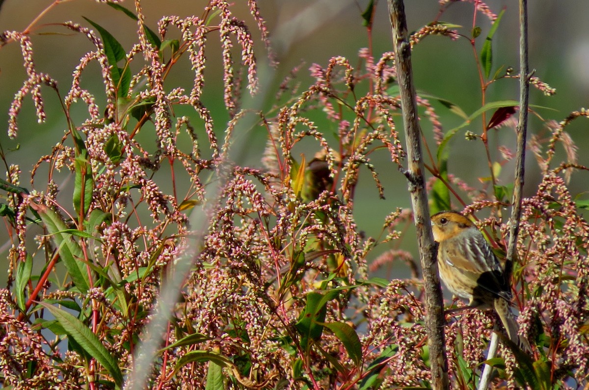 Nelson's Sparrow - ML381912941