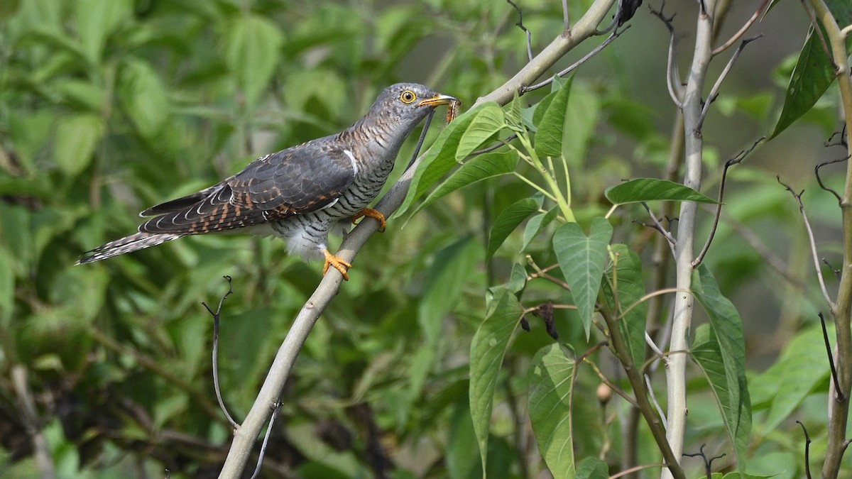 Common Cuckoo - ML381913231