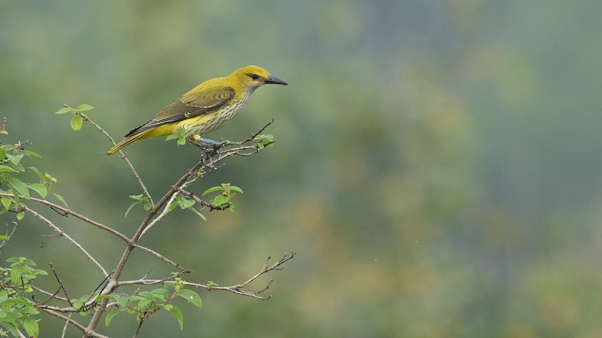 Indian Golden Oriole - ML381913321