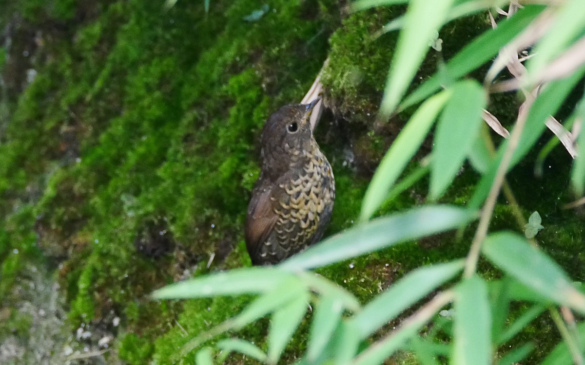 Scaly-breasted Cupwing (Himalayan) - ML381916551