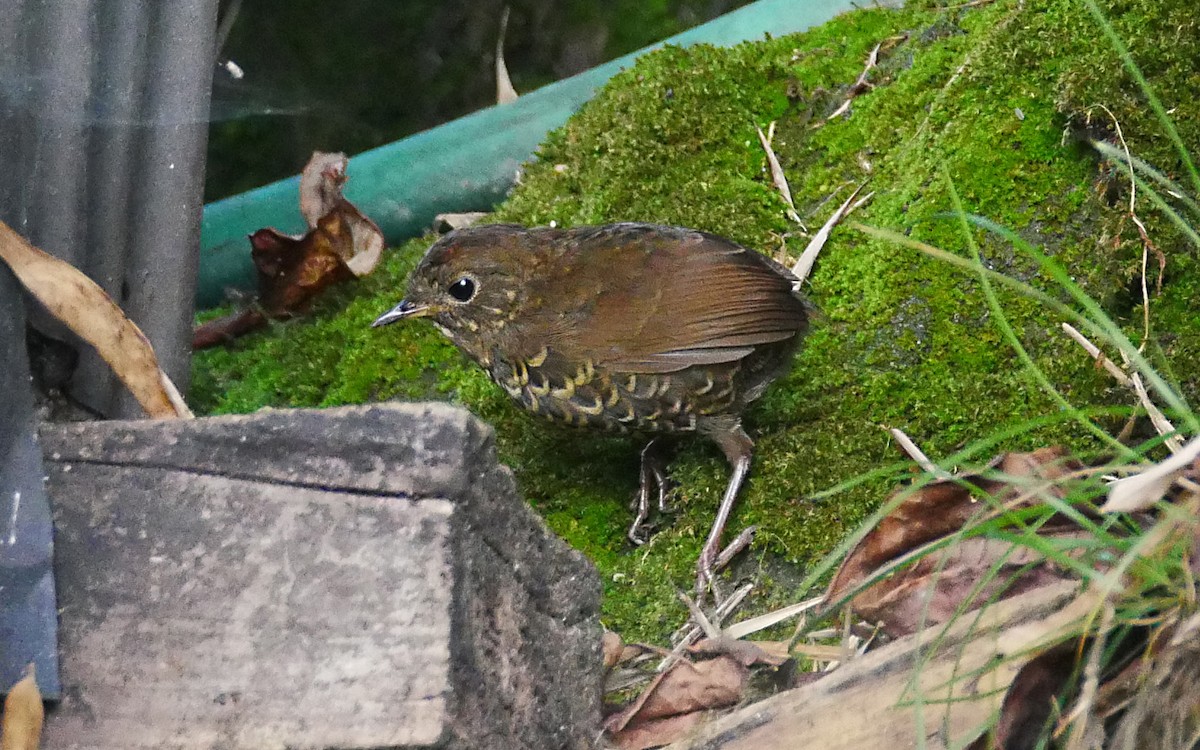 Scaly-breasted Cupwing (Himalayan) - ML381916561