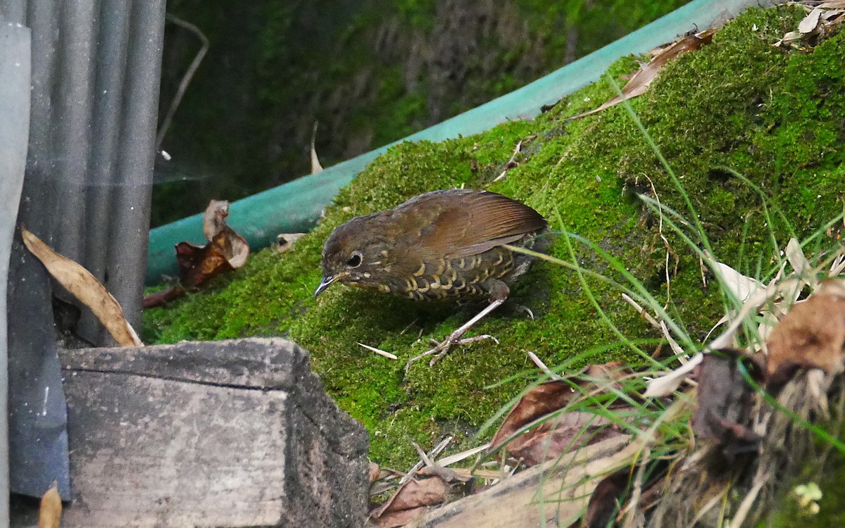 Scaly-breasted Cupwing (Himalayan) - ML381916571